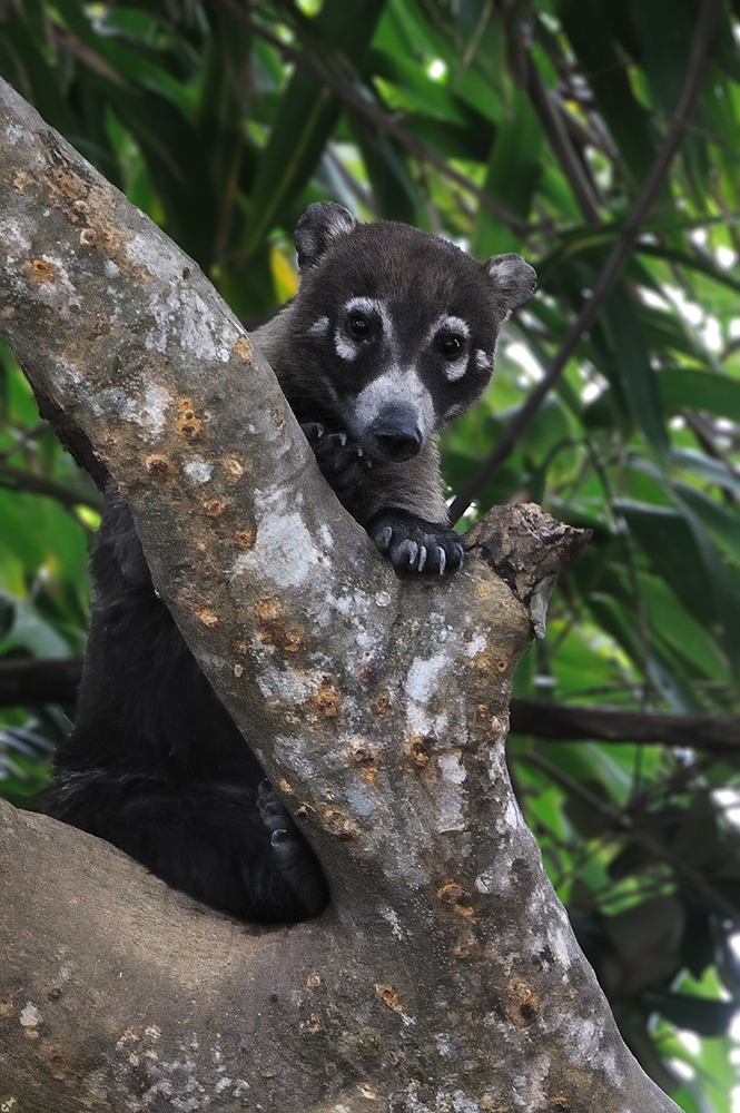 Hoher Knuffizitätsfaktor