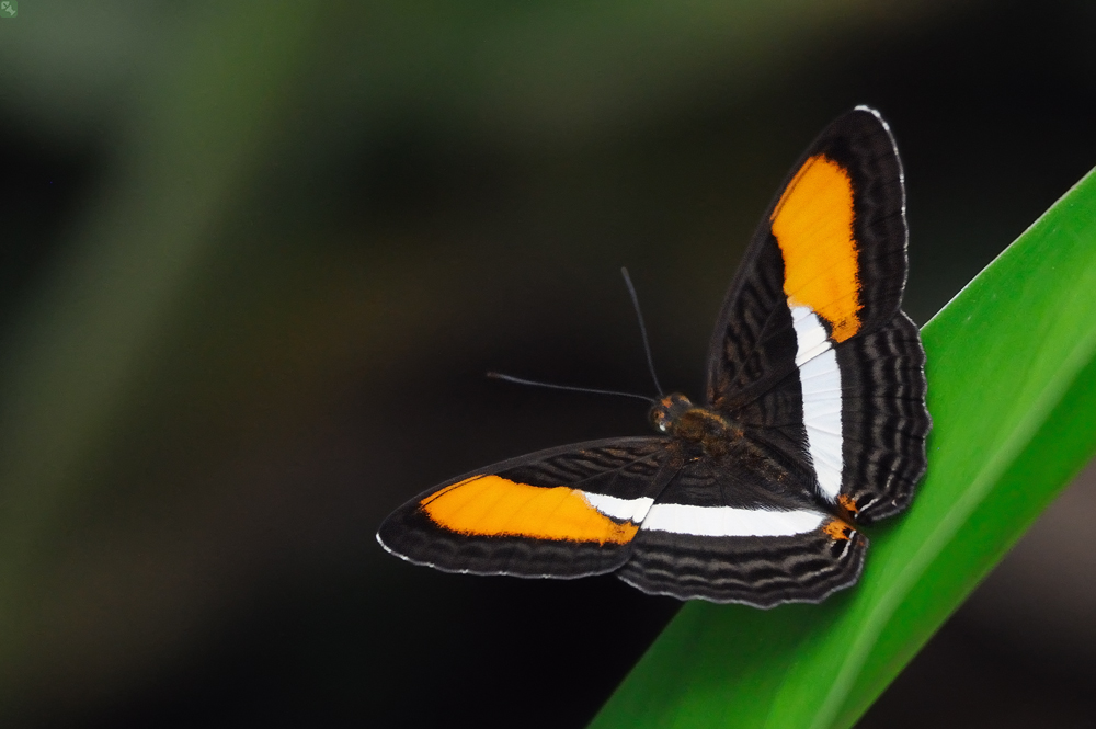 Hübsche Schwester #1