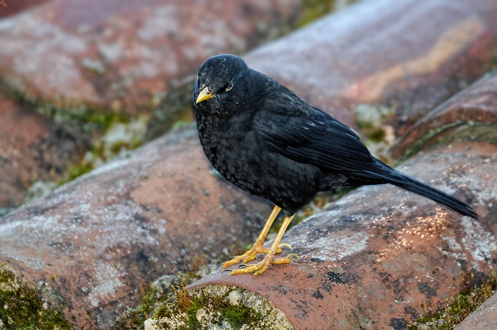 Keine Amsel