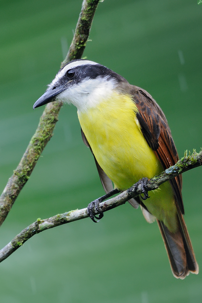 Kiskadee