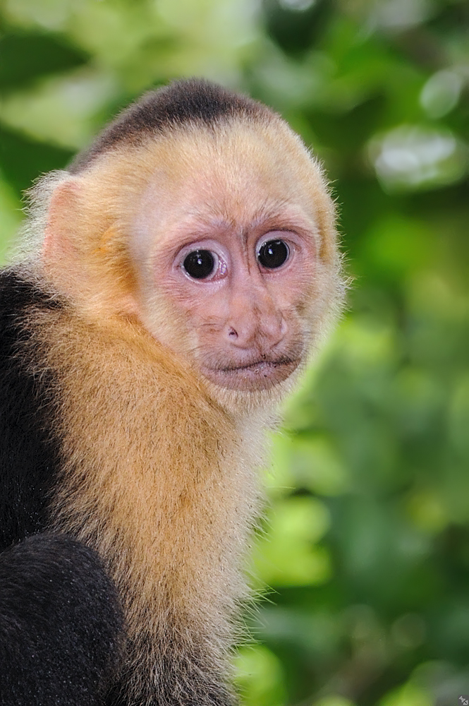 Können Tiere denken?