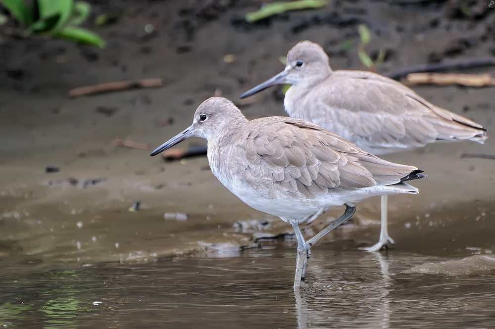 Mit ein bißchen Mühe...