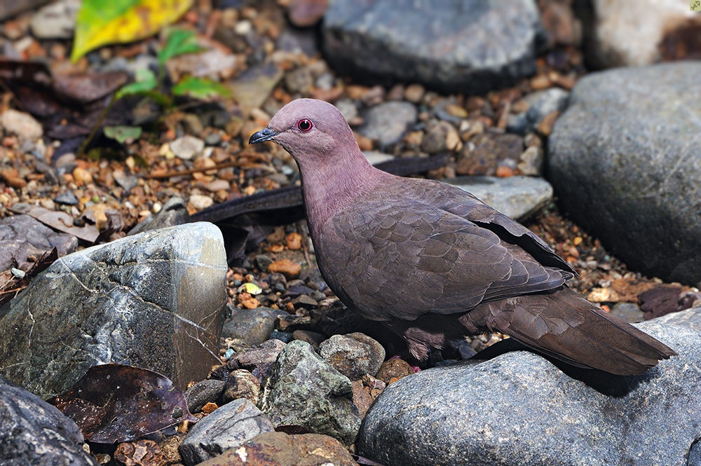 Nicht auf dem Rathausmarkt...