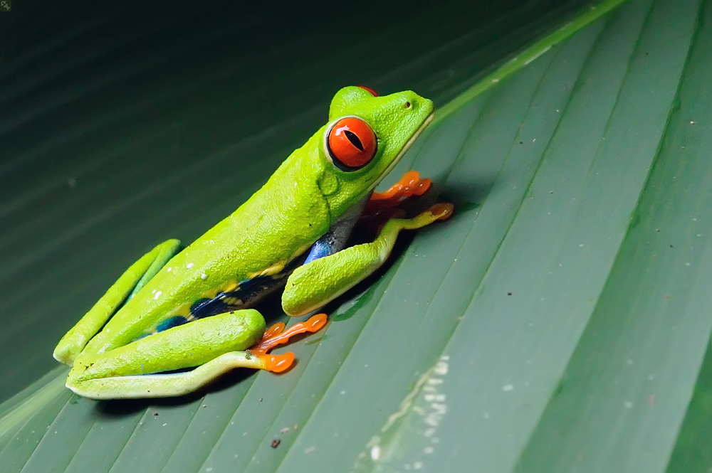 Noch 'n Grünrücken