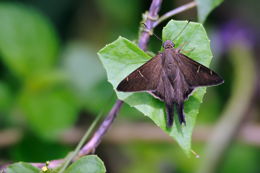 Pik Bube sticht Herz Dame