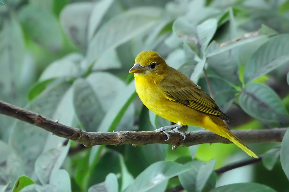 Sieht sommerlicher aus...