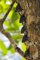 Abhängen  Mit einem Gewicht von nur 4 gr. gehören diese mit besonders ausgeprägten Riechorganen versehenen Fledermäuse zu den kleinsten tropischen Arten. In ihrem Verbreitungsgebiet von Mexiko bis weit hinunter nach Südamerika leben sie bevorzugt an langsam fließenden Flüssen, über denen die reinen Insektenfresser des Nachts in 3 m Höhe ihre Jagdflüge unternehmen. Direkt an den Wasserläufen finden sich auch die Ruhebäume, an deren Stämmen sich die 3-40 Tiere einer Kolonie tagsüber in gemischtgeschlechtlicher Anordnung vertikal untereinander anordnen. Vom Wind werden sie dabei sachte hin und her geschaukelt – wahrscheinlich, um sich gegenüber Freßfeinden wie der Ringelboa und der großen   Radnetzspinne 'Argiope savignyi'  als bewegte Blätter zu tarnen.   Proboscis Bat, Long-nosed Bat  (Rhynchonycteris naso)   Nasenfledermaus  2013