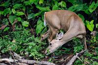 Allrounder  Weißwedelhirsche – so genannt wegen des ständig hin- und herwedelnden weißen Puschelschwanzes – sind die am häufigsten vorkommende Hirschart Amerikas und auch die mit der weltweit größten Ausbreitung, denn man findet sie von Südkanada bis hinunter nach Nordbrasilien. Die vielen Unterarten zeichnen sich, je nach Habitat, durch recht unterschiedliche Größen aus – im kühlen Nordamerikas mit einer Schulterhöhe von etwa 1 m bis hin zu den karibischen Inselpopulationen mit nur noch 60 cm Höhe. Allgemein sind die Tiere der südlichen, wärmeren Habitate die kleineren Exemplare. Sie bevölkern sowohl große Wälder, lichte Auen, Prärien und Halbwüsten sowie Buschland, Sümpfe und die Berghänge der Rockies und Anden (im Regenwald sollen sie allerdings nicht vorkommen – sinnigerweise ist genau dort dieses Foto der Hirschkuh entstanden). Angepaßt an dieses Verbreitungsgebiet ist auch das pflanzliche Nahrungsspektrum, welches Gräser, Blätter, Knospen, Beeren, Wildfrüchte sowie Baumrinde und -schößlinge umfaßt. Und trotz der großen Zahl an Feinden, zu denen Wolf, Kojote, Bär, Puma, Jaguar und nicht zuletzt der Mensch gehören ist der Bestand der Weißwedelhirsche – abgesehen von ein, zwei regionalen Unteraten, die auf der Roten Liste stehen – nie in seinem Bestand gefährdet gewesen.  Eine Skurrilität am Rande aus der Wikipedia: "Der Disney-Zeichentrickfilm Bambi hat sich die Freiheit genommen, aus dem europäischen Reh der Romanvorlage einen Weißwedelhirsch zu machen, da Rehe in Nordamerika nicht vorkommen. Da sich die Kitze von Rehen und die Kälber von Weißwedelhirschen sehr ähneln, wurde der Unterschied vom europäischen Publikum allerdings selten bemerkt." ;o))   White-tailed Deer  (Odocoileus virginianus)  female  Weißwedelhirsch  2013