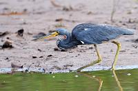 Auf der Pirsch  Mit max. 65 cm Körperlänge ist der Dreifarbenreiher ein eher kleiner Reiher. Von hinten kann er wegen seines blauen Deckgefieders leicht mit dem Blaureiher verwechselt werden, von vorne unterscheidet er sich aber mit dem weißen Bauch und der typischen Halszeichnung deutlich von dem größeren Verwandten. Der Koloniebrüter baut sein Nest in hohen Bäumen, wo beide Geschlechter das aus drei bis vier Eiern bestehende Gelege bebrüten und sich auch gemeinsam um die Aufzucht der Jungen kümmern.   Tricolored Heron  (Egretta tricolor)   Dreifarbenreiher  2013