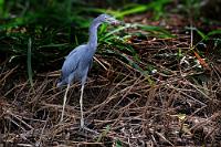 Augen größer als der Magen...  Oder besser: ...als der Schnabel! Dieser Little Blue Heron ist mit nur ca. 60-70 cm Größe eher klein und hatte offensichtliche Schwierigkeiten, sein gefangenes Schalentier herunterzuwürgen. Geschlagene 2-3 Minuten haben wir ihn dabei beobachtet, wie er durch Umlagern der Beute versuchte, den optimalen Schluckwinkel zu finden. Schließlich hat er es geschafft.  Der Blaureiher hat einen bemerkenswerten Lebenszyklus. Während seiner Jugendphase ist er reinweiß, durchläuft dann eine kurze 'Grauphase', bis er am Schluß für den Rest seines Lebens seine namensgebende Farbe trägt. Eindeutig identifizieren kann man ihn nur an seiner dunklen Schnabelspitze.  Ich weiß, dass die 'Freistellung' nicht meinen Standards entspricht ;o). Leider sind die Tiere den Ansprüchen des Fotografen gegenüber nicht immer sehr aufgeschlossen und stellen sich einfach stur in so ein wüstes Wurzelfeld. Unmöglich sowas...   Little Blue Heron  (Egretta caerulea)   Blaureiher  2008