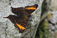 Basejumper  Wie ein solcher beim Absprung vor dem Abgrund... ;-)   Banded Mapwing  (Hypanartia dione arcaei)   2008