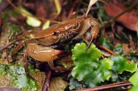 Bergbewohner  Wir trauten unseren Augen nicht: Auf 1350 m Höhe, an einem Berghang, fern von Wasser (abgesehen vom etwas entfernten Bergbach) kraxelte diese Krabbe durch das Unterholz neben dem Weg. Gleich daneben ihr(e) Lebensgefährte(in). Selbst die befragten Ranger am Eingang des Tapanti NP wußten keine Antwort auf die Frage, wie und warum sich diese eher am Salzwasserstrand vermuteten Tiere ausgerechnet in dieses Biotop verlaufen hatten. Ihre Fortpflanzung sichert wahrscheinlich der ziemlich schnell strömende Bergbach, der als einziger Eiablageplatz in der Umgebung in Frage kommt. Ansonsten liefert der allgegenwärtige Regenwald wohl ausreichend Feuchtigkeit für's Wohlbefinden dieser Krabbler.  2008