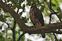 Broad-winged Hawk  Der erwachsene Breitflügel Bussard zeichnet sich durch ein quergebändertes Brustgefieder aus. Einen Jungvogel wie diesen ziert noch das schlankmachende Längsmuster.  Dieser Bussard lebt im Sommer hauptsächlich an der nordamerikanischen Ostküste, im Winter zieht es ihn Richtung Südamerika. Migrationsableger sind auch – wie dieser – im mittelamerikanischen Raum hängengeblieben.   Broad-winged Hawk  (Buteo platypteru)   Breitflügel Bussard  2008