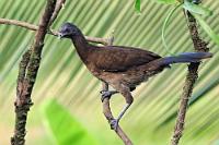 Chachalaca  Mit ca. 50 cm Größe und einem Gewicht von ~500 gr. ist der zur urtümlichen Familie der Hokkohühner gehörende Graukopfguan ein eher kleiner Vertreter seiner Art. Er lebt gesellig meist in kleinen Gruppen in den Tieflandregionen von Honduras bis runter nach Kolumbien – bevorzugt an Flußläufen und im Unterholz lichter Baumbestände.   Grey-headed Chachalaca  (Ortalis cinereiceps)   Graukopfguan  2013
