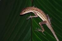 Charles W. Myers?  Oder doch 'nur' Golfo Dulce? Bei kaum einer Tierart habe ich mehr Zeit mit dem Versuch einer Bestimmung verbracht wie mit den Anolis. Abgesehen davon, dass sich viele der 177 Arten nur marginal voneinander unterscheiden und unzählige regionale Varianten auftreten, glaubt jeder, der jemals eine Anole aufgenommen und im Netz veröffentlicht hat, die richtige Bezeichnung für 'sein' Tierchen gefunden zu haben. Okay, andersrum... es könnte vielleicht die 'xyz Anole' sein. Nun finden sich neben Fachseiten mit wissenschaftlichem Anspruch, detaillierten Beschreibungen aber unbrauchbarem Bildmaterial haufenweise Fotos von den schönsten Noropsen – leider fünfzig verschiedene, die alle ein und denselben Namen für sich beanspruchen. Genauso schlau wie vorher.  Googles Bildersuche legt mir für dieses Exemplar die 'Many scaled oder Golfo Dulce Anole' nahe. Könnte sein... In meiner Not habe ich Stefan Dummermuth befragt, einen ausgewiesenen Fachmann und Costa Rica-Kenner, der – bei unumwunden zugegebener eigener Unsicherheit – auch Norops charlesmyersi für denkbar hielt...  So viel dazu ;-)   Golfo Dulce Anole  (Norops polylepis)  male  oder  (Norops charlesmyersi)  male  oder...  2013