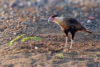 "Darf ich Ihnen mein Gemüsegärtchen zeigen?"  ...scheint dieser Schopf- oder Haubenkarakara zu fragen ;-). Karakara klingt jedenfalls allemal hübscher als die deutsche Artbezeichnung 'Geierfalke'. Wobei dies die Lebensweise des langbeinigen Falken sehr gut beschreibt, denn neben kleineren Tieren wie Mäusen, Echsen oder auch Insekten, ernährt er sich gerne auch von Aas. Zudem ist sein rotwangiges nacktes Gesicht dem eines Geiers sehr ähnlich.  Dieser Raubvogel ist recht verbreitet im mittelamerikanischen Raum, den angrenzenden Teilen Nordamerikas und bis hinunter in den  tiefsten Süden des Kontinents . Er wird bis zu 30 Jahre alt und soll sehr intelligent und spielbegabt sein. Wenn man ihn wie hier gravitätisch einherschreiten sieht, mit neugierig vorgerecktem Hals, ist man geneigt, dem Glauben zu schenken.   Ein Hinweis: Bei vielen der noch nachkommenden Vogel- oder auch Schmetterlingsaufnahmen (etc.) steht der dokumentarische Zweck im Vordergrund. Wir sind keine professionellen Tierfotografen mit massig viel Zeit, sondern lediglich ambitionierte Touris mit Zeitnot. Auch in Costa Rica haben die Tiere (leider) eine hohe Fluchtdistanz, so dass mit unserem Reisezoom 70-300mm häufig nur kleine Abbildungen gelangen, bei deren Vergrößerung naturgemäß qualitative Abstriche zu machen sind. Rechnet mir also bitte nicht jede einzelne verwaschene Feder als schweren handwerklichen Fehler an – ich habe schon probiert, das Maximum herauszukitzeln.   Common or Crested caracara  (Polyborus plancus)   Schopf- oder Haubenkarakara  2008