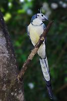 "...den kennst du doch...?"  Das war der erste Gedanke angesichts dieses mit ein paar Kumpeln durch die Bäume tobenden Vogels. Die krächzenden Laute, verbunden mit dem auf und nieder tanzenden Wippsteert, konnten nur zu einer Elster gehören. Sind sie als Rabenvögel schon ziemlich eindeutig zu identifizieren, verrät ihr nervöses Springen und Wippen die spezifische Zugehörigkeit zu den Elstern. White-throated Magpie-Jay (auch die Engländer können komische Namen!) hat ein leuchtend graublaues Obergefieder, einen kecken Schopf sowie eierschalenfarbige Bauchfedern. Das Vorkommen dieser Art des Elstern- oder Langschwanzhähers ist auf Mittelamerika beschränkt, wo er in den trockenen Tieflandwäldern nach Kleingetier und Früchten sucht. Mit ca. 45 cm ist er von ähnlicher Größe wie unsere heimische Elster.   White-throated Magpie-Jay  (Calocitta formosa)   Langschwanzhäher  2008