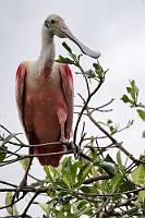 Der Löffler ist gelandet  Und heimisch geworden. Er ist nicht nur ein gelegentlicher Durchzugsgast, wie ich noch fälschlich in der Bildunterschrift eines früheren Fotos behauptet habe, sondern lebt und brütet wohl schon seit geraumer Zeit in den Gebieten rund um den Golf von Mexiko bis weit hinunter nach Südamerika. Lediglich die am östlichen und nördlichen Golf beheimateten Exemplare ziehen noch während des Winters vorübergehend nach Süden. So gehört auch der bis zu 85 cm große Rosalöffler neben dem Waldstorch, dem verwandten Schneesichler, Kormoranen und diversen Reiherarten zu den auffälligsten Bewohnern der Feuchtgebiete und Flußniederungen Costa Ricas.   Roseate Spoonbill  (Platalea ajaja)   Rosalöffler  2008