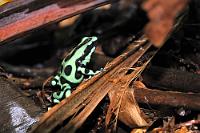 Der Papa...  ...unseres bereits gezeigten  Jünglings  ist mit ca. 5 cm Größe zwar immer noch ein kleiner Frosch, aber schon deutlich den Kinderschuhen entwachsen. Der Goldbaumsteiger gehört zwar zu den sogenannten Pfeilgiftfröschen, ist aber kein extrem giftiger Vertreter dieser Gattung. Auch er produziert sein Hautgift nicht selber, sondern kumuliert die Toxine seiner Beutetiere, in der Regel giftige Ameisen. Er sondert sein giftiges Sekret auch nur dann ab, wenn er sich bedroht fühlt. Pflegt man einen vorsichtigen und rücksichtsvollen Umgang mit den Fröschen, soll man sie problemlos auf die Hand nehmen können, ohne eine Beeinträchtigung fürchten zu müssen. Diese attraktiven Tiere werden auch gerne in Terrarien gehalten, wo sie bei entsprechender Diät überhaupt kein Gift mehr ansammeln.  Den Goldbaumsteiger gibt es hauptsächlich in Costa Rica, Panama und Kolumbien. Je nach Herkunft zeigt er dabei unterschiedliche Färbungen von gold/braun, blau/schwarz bis fast vollständig gelb. In Costa Rica soll die grün/schwarze Variante auf der Karibikseite einen stärken Grün-, auf der Pazifikseite dagegen einen kräftigeren Schwarzanteil aufweisen. In der Tat zeigen Bilder im Netz von Pazifik-Goldbaumsteigern eine erheblich größere Schwarzdominanz als dieses mit einer hellgrünen Grundfärbung ausgestattete Exemplar aus der Sarapiquí Region.   Green and Black Dart-poison Frog  (Dendrobates auratus)   Goldbaumsteiger  2013