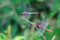 Dragonflies  Ich geb's ja ungern zu, aber vor manchen Artbestimmungsaufgaben kapituliere ich. Spezifische Libellen unter 'Costa Rica' zu suchen, erinnert an die Nadel im Heuhaufen. Dass die Art ein wenig an unseren heimischen Vierfleck erinnert, tröstet auch nicht so richtig. Deswegen muß dieses Pärchen (keines! - s.u.) also namenlos bleiben – ich hoffe, es ist ihrem Glück nicht abträglich.  Freihand im reißenden (!) Fluß stehend aufgenommen ;o)   Späte Identifikation – left: Roseate Skimmer  (Orthemis ferruginea)   right: Carmine Skimmer  (Orthemis discolor)   2008