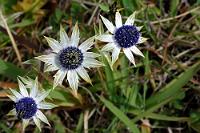 Dreigestirn  Diese sich erst beim näheren Hinsehen erschließende Blütenschönheit wächst als unscheinbares Pflänzchen von knapp 20 cm Höhe auf dem Vulkanplateau des Irazú. Offensichtlich befindet sie sich auf 3400 m soweit außerhalb menschlicher Wahrnehmung, dass sie es noch nicht einmal in die Google Bildergalerie der Pflanzen Costa Ricas geschafft hat – Voraussetzung für irgendeinen Anhaltspunkt zur Identifizierung ihrer Art. So muß sie also vorerst namenlos bleiben...   Späte Identifikation: Toad's herb, Eryngo  (Eryngium carlinae)   Gattung: Mannstreu, Edeldistel  2008