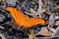 Edelfalter  So weit seine Verbreitung im subtropischen Amerika ist, so vielfältig ist auch die Anzahl der Namen, die Marpesia petreus regional bekommen hat. Er hat eine Spannweite von fast 10 cm und ernährt sich von Blütennektar und zur Versorgung mit Mineralsalzen saugt er – wie hier – gerne an feuchten Erdstellen. Fotografisch läßt er sich da natürlich nur schwierig freistellen – glücklicherweise kompensiert er das mit seiner leuchtend orangenen Farbe ganz von alleine.   Ruddy Daggerwing, Southern Daggertail od. Tailed Flambeau  (Marpesia petreus)   2008