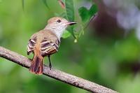 Ein schöner Rücken...  ...ist zwar nicht schlecht, lieber wäre es mir allerdings gewesen, dieser Flycatcher hätte sich dazu hinreißen lassen, mir auch mal seine Vorderseite mit der grauen Brust und dem gelben Bauchgefieder zu zeigen. Auch dieser kleine Tyrann (~30 gr.) gehört zu den im tropischen und subtropischen Amerika weit verbreiteten Fliegenfängern, die sich vornehmlich von im Fluge gefangenen Insekten ernähren und nur ganz selten auf pflanzliche Zusatzkost zurückgreifen. Mit seiner Gefiederfärbung gehört er in eine Reihe von sehr ähnlichen, teilweise schwierig zu unterscheidenden Verwandten, die alle einen gelben Bauch und braune Deckfedern aufweisen und lediglich in der Größe, sowie Kopf- und Halszeichnung differieren.   Brown-crested Flycatcher  (Myiarchus tyrannulus)   Braunschopftyrann, Cayennetyrann  2013