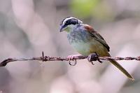 Ein Spatz oder 'ne Ammer...?  Die englischen Namen lassen oftmals eine gewisse Laxheit in der taxonomischen Zuordnung erkennen. Aber wer auch 'Starfish' oder 'Jellyfish' unter 'Fisch' subsummiert...  Hier paßt der 'Ast' auch namentlich zum Vogel ;-)   Stripe-headed Sparrow  (Peucaea ruficauda)   Rostschwanzammer  2008