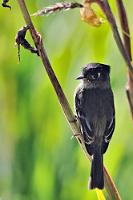 Ein Tyrann von 9 gr.  Ebenfalls zur Familie der Flycatcher gehört dieser 11 cm kleine Kapuzentyrann, der endemisch im Hochland von Costa Rica und Panama auf Höhen zwischen 1800 – 4000 m lebt.  Im gleichen Habitat ist auch sein enger Verwandter, der  Gilbufertyrann  zu Hause.   Black-capped Flycatcher  (Empidonax atriceps)   Kapuzentyrann  2013