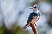 Ein ziemlich großer Fischer,  mit seinen bis zu 35 cm Länge und 58 cm Flügelspannweite. Seine Heimat ist Nordamerika bis nach Kanada und Alaska hoch; nach der Brut migriert er aber bis ins nördliche Südamerika und 'Ausreißer' sollen es sogar schon in Einzelfällen über Grönland bis nach Großbritannien und Portugal geschafft haben.  Leider war dieser Eisvogel ein Exemplar, welches aus einem wackeligen Boot heraus nur aus weiter Entfernung abzulichten war. Mit den entsprechenden Folgen für die Qualität – ein Dokufoto :-/   Belted Kingfisher  (Megaceryle alcyon)  male  Gürtelfischer  2013