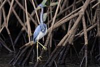 Eine filigrane Schönheit...  ...ist dieser mit nur 65 cm Körperlänge zierliche Dreifarbenreiher. Er kommt in der Karibik und in ganz Mittelamerika vor, lebt bevorzugt in küstennahen Sumpfgebieten, oder zwischen Mangroven wie dieser mächtigen American- oder Red Mangrove. Seine Nahrung besteht deshalb auch naheliegenderweise hauptsächlich aus Fischen, Fröschen, Krebsen und Krabben.   Tricolored Heron  (Egretta tricolor)   Dreifarbenreiher  2008