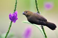 Eine Nord-Süd-...  ...Fernbeziehung, die sich allerdings nur in der Entfernung der Aufnahmestandorte manifestiert. Dieses Foto eines Weibchens des Brillen- oder Mohrenpfäffchens enstand im Norden Costa Ricas nahe der nicaraguanischen Grenze, das Männchen aus dem folgenden Bild hingegen lebt im Süden des Landes. Was angesichts einer 'Niedersachsen' vergleichbaren Größe Costa Ricas auch nicht alle Welt ist...   Variable Seedeater  (Sporophila corvina)  female  Brillenpfäffchen od. Mohrenpfäffchen  an: Blue Porterweed  (Stachytarpheta jamaicensis)   2013