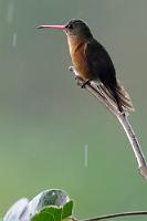 Getroffen!  Und zwar 14 cm auf 20 m! Und das in der Abenddämmerung und bei Regen! Wenn dann das Ergebnis fotografisch nicht völlig befriedigend ist, verblaßt dies hinter der Freude, diesen Vogel überhaupt erwischt zu haben ;-).  Die Zimtbauchamazilie ist zwar in den Tieflandregionen Mittelamerikas weit verbreitet – dass damit auch eine gewisse Verpflichtung einhergeht, sich gelegentlich für einen netten Schnappschuß eines nur kurzfristig anwesenden europäischen Fotografen bereit zu halten, sollte sich unter den Mitgliedern der Art aber unbedingt noch herumsprechen! Sonst scheint der relativ große Kolibri jedenfalls nicht sehr schüchtern zu sein, da er dafür bekannt ist, recht aggressiv sein Revier und seine Nektarquellen gegenüber anderen Kolibris und Insekten zu verteidigen.   Cinnamon Hummingbird  (Amazilia rutila)   Zimtbauchamazilie, Rostamazilie  2013