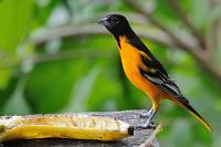 Gibt's noch Banane?  Der Name weist schon darauf hin: Zu Hause ist dieser Stärling in Maryland, Hauptstadt Baltimore, im Nordosten Nordamerikas. Er ist sogenannter Staatsvogel von Maryland und hat u.a. dem örtlichen Baseballverein 'Baltimore Orioles' Pate gestanden (oder sagt man: geflogen?). Im Winter veläßt der 19 cm große Vogel aber sein Brutgebiet und zieht weit nach Süden über die Landbrücke bis nach Kolumbien und Venezuela. Einzelne Exemplare soll es sogar schon bis nach Europa verschlagen haben...   Baltimore Oriole  (Icterus galbula galbula)  male  Baltimoretrupial  2013
