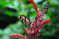 Glasflügel  Diesen kleinen Falter aus der Oleria Familie sieht man stellenweise recht häufig. Sein Ausbreitungsgebiet reicht von Nicaragua bis Panama und er kommt in ca. zwanzig verschiedenen Zeichnungsvarianten vor. Seine durchsichtigen Flügel sind ein gutes Beispiel evolutionärer Überlebensstrategie, weil sie Vögeln die Verfolgung im Fluge nahezu unmöglich machen.   Vicina Clearwing  (Oleria vicina)   2008