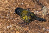 Große Füße, kleiner Schnabel  Der 'Saltón patigrande' ist der einzige Vertreter der Gattung 'pezopetes', und mit dem Artnamen 'capitalis' ist das hervorstechendste Merkmal dieser Ammer auch schon beschrieben: die relativ großen Füße. Damit kratzt der Vogel mit Vorliebe im dichten Unterholz auf dem Boden herum, um sich dann über die freigelegten Insekten und Sämereien herzumachen. Im Englischen fälschlicherweise den Finken zugeordnet, lebt dieser etwa 20 cm große Spatzenvogel endemisch im Bergland Costa Ricas und Westpanamas in Höhen zwischen 2100 und 3300 m. Er kommt relativ häufig vor, ist aber wegen seiner 'Tarnfarbe' und der versteckten Lebensweise auf dem Boden buschig bewachsener Flächen dunkler Bergwälder eher schwierig zu entdecken.   Large-footed finch  (Pezopetes capitalis)   Großfuß-Buschammer  2013