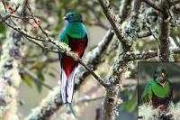 &lowast;GRRRR&lowast;  Nein, dabei handelt es sich nicht um den Ruf dieses legendären Vogels, sondern um das Zähneknirschen des frustrierten Fotografen, dem soeben die 'einmal im Leben'-Chance verhagelt wurde.  Im costaricanischen Hochland ist es morgens um 5 Uhr noch dunkel und auf 2400 m mit Temperaturen knapp über dem Gefrierpunkt sehr kühl, aber die richtige Zeit, dem Führer zu einem der wenigen Aussichtspunkte zu folgen, an denen man den Quetzal 'garantiert' zu sehen bekäme. Da die Vögel das grelle Tageslicht scheuen, sammeln sie sich vor Sonnenaufgang auf ihren angestammten Futterbäumen, wo sie sich den Bauch mit 'Wild Avocados' vollhauen – der einzigen Frucht, die auf ihrem Speiseplan steht.  Die Vögel erscheinen pünktlich, allerdings heute 'nur' ein einziges sehr junges Männchen (erkennbar an seinem noch kurzen Schwanz)  neben lauter Weibchen , die farblich eher unauffällig sind. Obwohl noch dämmerig, werden schon eifrig die ersten Fotos geschossen, meist unterbelichtet und wegen der langen Belichtungszeit auch häufig verwackelt – aber Blitzen ist verpönt! Langsam füllt sich die Aussichtsplattform, die Sonne beginnt gegenlichtig hinter dem gegenüberliegenden Hügel emporzusteigen und... das Kondenswasser der immensen Luftfeuchtigkeit macht sich mit steigender Temperatur unaufhaltsam als großer milchiger Fleck auf der Innenseite der Frontlinse des teuren Teleobjektivs breit!  Der Blick durch den Sucher trübt sich zunehmend und der Autofocus rödelt haltlos hin und her, während der hilflose Fotograf die oben erwähnten Geräusche von sich gibt und seinen Blick in ohnmächtiger Verzweiflung zwischen beschlagener Optik und aufgeregten japanischen Touristen mit billigen, aber voll funktionsfähigen Kompaktknipsen schweifen läßt.  Das Ergebnis dieses Schicksaltages ist oben zu besichtigen: Ein aus nahezu stockdunklem RAW herausgequältes Notbild mit leichter Verwacklungsunschärfe, matten Farben und nicht mehr weg zu tilgendem Rauschen. Immerhin ist es mir am gleichen Abend (bei Dämmerung und Nieselregen) noch gelungen, allein auf der nochmals aufgesuchten Plattform stehend, ein zwar qualitativ ähnlich dürftiges aber interessantes Bild von der Nahrungsaufnahme dieses seltenen Vogels zu schießen. Man sieht ihn beim typischen Herunterwürgen einer riesigen, unzerteilten Avocadofrucht – ein Vorgang, der bis zu 1 Minute dauert und von akrobatischen Dehn- und Schluckbewegungen des Vogelhalses begleitet wird.   Resplendent Quetzal  (Pharomachrus mocinno)  young male  Quetzal  auf Wild Avocado od. Little A.  (Ocotea tonduzii)   2013