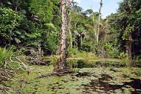Grün satt  Ein wenig Abenteuerfeeling kommt auf, wenn man zu zweit, nur mit Stechpaddeln bewaffnet auf eigene Faust im flachen Kunststoffboot durch die ausgedehnte hoteleigene Brackwasserlagune stakst. Hinter jeder Ecke lauert eine andere Entdeckung, so dass man sich kaum zwischen Paddel und Kamera entscheiden kann. Vom Kaiman bis zur Libelle ist hier alles zu finden und es ist nicht einfach, auf der Pirsch im wackeligen Boot das Gleichgewicht zu halten. Hat man es aber geschafft, trockenen Fußes wieder an Land zu kommen, kann man sich über eine riesige Ausbeute und ein unvergeßliches Erlebnis freuen.   Boca Tapada Region  2013