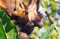 Hängendes Frühstück  Vergleicht man die Physiognomie eines Menschen mit der von Affen, sind die Unterschiede doch eigentlich gar nicht soo groß. Trotzdem wird es wohl keinem Menschen gelingen, kopfüber – lediglich an den Füßen und dem Schwanz (ja, ja...) baumelnd – mit dem Baby vorm Bauch in aller Seelenruhe frische Palmblattstengel zu verspeisen ;o).  Mit beginnender Morgendämmerung beginnen sich die Brüllaffen unüberhörbar bemerkbar zu machen. Die lauten, dumpfen Resonanzlaute, die sie ausstoßen, traut man den schmächtigen Körpern gar nicht zu. Kurz danach begibt sich die ganze Gruppe auf eine Frühstücksreise quer durch die Gemeinde. An den saftigsten Bäumen wird verweilt, dann wird weitergezogen. Uns fiel auf, dass es einen etwa viertägigen Rhythmus gab, bis die Gruppe einmal ihr Revier umrundet hatte – dann war sie wieder in ihrem 'Startbaum'.   Mantled Howler  (Alouatta palliata)   Mantelbrüllaffe  2008