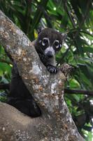 Hoher Knuffizitätsfaktor  Abgesehen davon, dass diese kleinen Räuber an Vogelfutterstellen von den anwesenden und auf einmalige Vogelfotos hoffenden Telefotografen leidenschaftlich gehaßt werden, weil dann sie sich statt des erhofften Geflügels in einem wahren Freßrausch über die ausgelegten Früchte hermachen, kann man den zu den "Hundeartigen" (Canoidea) zählenden Kleinbären einen gewissen Charme nicht absprechen. Wenn sie einen dann noch so wie hier treuherzig anblicken, fühlt man sich unwillkürlich an Teddybären erinnert – ein Eindruck, der wegen des schmalen Kopfes und der langgestreckten Schnauze schnell verfliegt, wenn man sie von der Seite sieht ;-).  Neben dem weiter südlich verbreiteten Südamerikanischen Nasenbären, der sich durch ein etwas helleres Fell und einen geringelten Schwanz auszeichnet, lebt der Weißrüsselnasenbär in dem Gebiet nördlich von Kolumbien bis nach Mexiko und Texas als tagaktives Kleinraubtier in weiblich dominierten Kleingrupppen mit Jungtieren und einzelgängerisch herumstreifenden Männchen. Lediglich zur Paarungszeit im Februar/März schließt sich jeweils ein Männchen einer solchen Kleingruppe an, ordnet sich aber sozial durch unterwürfiges Verhalten dem herrschenden Matriarchat unter und wird, nachdem er reihum alle anwesenden Weibchen begatten durfte, wieder davongejagt. Echte Underdogs also! Der Nasenbär ernährt sich hauptsächlich von Insekten und Kleingetier, nimmt aber auch gerne Früchte und Beeren und muß sich seinerseits vor Raubvögeln, Raubkatzen und Großschlangen in acht nehmen. Der Mensch bejagt ihn nicht, da er nicht als Schädling wahrgenommen wird und glücklicherweise über kein begehrtes Fell verfügt.   White-nosed Coati  (Nasua narica)   Weißrüsselnasenbär  2013