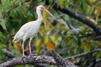 Ich spiel' so gern im Baggermatsch  Irgendwie schaut er – so blauäugig unschuldsvoll – ein wenig ertappt. Wer weiß, wonach er gerade gebuddelt hat...?  Dieser Ibis kommt rund um den Golf von Mexiko bis ins nördliche Südamerika vor und lebt bevorzugt in Küstennähe, wo er sich von allerlei Wassergetier ernährt.   White Ibis  (Eudocimus albus)   Schneesichler  2013