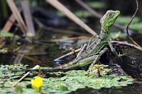 Ihren Mann kennt jeder  In jedem Zoo und in (fast) jedem Costa-Rica-Bildband oder -Reisebericht ist das knallgrüne, behelmte und mit einer prächtigen Rückenfinne ausgestattete Stirnlappenbasilisken-Männchen ein echter Blickfänger. Ich verzichte hier auf ihn (weil ihn erstens ja schon jeder kennt und ich ihn zweitens eh nicht zu fassen gekriegt habe – jedenfalls nicht verwertbar ;-)) und widme mich statt dessen der oft vernachlässigten, etwas schlichteren Weiblichkeit. Die ja auch nicht schlecht aussieht!  Neben dem Helm- und dem Streifenbasilisken gehört auch der Stirnlappenbasilisk zu den sogenannten Jesus-Christus-Echsen, die sich durch ihre verblüffende Fähigkeit auszeichnen, mit über 8 km/h über das Wasser laufend flüchten zu können. In speziellen Fußmulden staut sich dabei soviel Luft, dass diese wie ein tragendes Polster wirkt.   Plumed Basilisk, Green Basilisk or Double Crested Basilisk  (Basiliscus plumifrons)  female  Stirnlappenbasilisk od. Federbuschbasilisk  2013