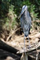 Imposante Erscheinung  Mit bis zu 130 cm Standhöhe und bis zu 200 cm Spannweite ist der Kanadareiher der größte Reiher Nordamerikas. Es gibt große in Nordamerika verbreitete Populationen, Vögel, die westlich der Rocky Mountains leben und teilweise im Winter nach Süden ziehen, sowie in Mittel- und dem Norden von Südamerika lebende Standvögel. Da dieses Exemplar mit einem ausgeprägten Brutgefieder einherschritt, nehme ich an, dass es sich um einen am Río Sarapiquí beheimateten Standvogel handelt.   Great Blue Heron  (Ardea herodias)   Kanadareiher, Amerikanischer Graureiher  2013