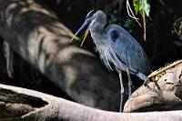 In Stimmung  Der mit bis zu 130 cm Länge größte amerikanische Reiher ist der Kanadareiher, ein unserem Graureiher eng verwandter und ähnlicher Vogel. Während die im hohen Norden brütenden Tiere im Winter nach Süden ziehen, bleiben die südlicher lebenden Exemplare an ihren Standorten. Entsprechend angepaßt an die unterschiedlichen Jahreszeiten verläuft auch der Brutrhythmus. So zeigt der in Mittelamerika beheimatete Vogel erst mit Beginn der Trockenzeit im Oktober/November sein prächtiges Brutkleid, welches er bei der Balz mächtig aufplustert, wobei er Zweige im Schnabel hin- und herschwingt und zu kurzen Schauflügen aufsteigt. In die bis in 40 m Höhe angelegten Nester legt das Weibchen dann 3-5 Eier und nach dem Schlupf werden die Jungen von beiden Elterteilen mit hochgewürgtem Futter großgezogen.   Great Blue Heron  (Ardea herodias)   Kanadareiher, Amerikanischer Graureiher