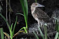 Junger Weltbürger  Der Nachtreiher ist in den tropischen und subtropischen Gebieten Amerikas, Europas, Afrikas und Asiens zu Hause. Er jagt bevorzugt bei Nacht und wird wegen seines rabenähnlichen Rufs auch Rabenreiher genannt.  Dieser Jungvogel tappte an einem kleinen Wasserlauf inmitten von Luftwurzeln der Schwarzen Mangrove umher und war erkennbar irritiert von dem großen schwarzen Glasauge, welches so gar nicht von ihm lassen wollte...   Fertig ausgefiedert  sieht unser Weltbürger übrigens ganz anders aus!   Black-crowned Night Heron  (Nycticorax nycticorax)  juvenile  Nachtreiher  2013