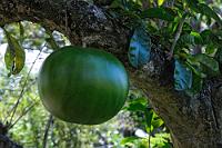 Kalebasse  Recht vielseitig sind die Früchte dieses seit präkolumbianischer Zeit in Mittelamerika und der Karibik kultivierten Gewächses. Während die Wildform gerade mal 10 cm große kugelige Früchte produziert, erreichen sie bei gezüchteten Planzen bis zu 30 cm Durchmesser. Nach Entfernung der Samen und des Fruchtfleisches dienen die getrockneten und polierten grünen Schalen der unreifen Frucht seit alters her als Trink- und Transportgefäße. In neuerer Zeit wurden zudem Rumbarasseln aus ihnen gefertigt. Bei den einheimischen Stämmen fanden auch die Samen und das Fruchtfleisch volksmedizinisch als Abführmittel Verwendung.   Calabash Tree  (Crescentia cujete)   Kalebassenbaum  2008