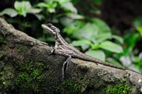 Kommt auch oft zu kurz  Während das menschliche Männchen sich meist als unwiderstehlich attraktiv und dominant empfindet, ist es dies bei vielen seiner tierischen Geschlechtsgenossen tatsächlich. Zumindest attraktiv – was die Dominanz angeht, mögen die  Männchen  zwar die körperlich Stärkeren sein, die Auswahl hingegen, wer von den Prachtburschen als Vater des Nachwuchses in Frage kommt, trifft das Weibchen schlau alleine.  In Würdigung dieser oft unterschätzten Stärke des Weibchens soll hier stellvertretend die Gattin des vielgezeigten, prächtig mit Kopf- und Rückenkamm geschmückten Helmbasilisken zur Geltung kommen. Auch wenn ihr die typischen Angeberattribute fehlen, ist sie nichtsdestrotz ebenso wie das Männchen in der Lage, schwimmend und tauchend ihr bis zu 1000m² großes Revier zu beherrschen und im Notfall mit den hier schön sichtbaren Riesenfüßen bis zu 12 km/h schnell übers Wasser zu laufen. Das schaffen vor allem menschliche Männchen nur selten...   Common basilisk or Jesus Christ lizard  (Basiliscus basiliscus)  female  Helmbasilisk  2013