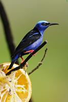 Kontrast #2  Zugegebenermaßen sind einige meiner Costa-Rica-Vogelbilder an Futterstationen von Lodges und Hotels entstanden. Auch wenn man im freien Gelände – häufig an Wegen, lichten Brachflächen und Wasserläufen – schon zahlreiche Arten entdecken kann, kommt man ihnen selten so nahe wie an den vorbereiteten Futterstellen. Und obwohl ich versuche, die Tiere 'naturnah' im freistehenden Geäst und nicht gerade im wilden Kampf um das größte und beste Frucht- oder Bananenstück abzubilden, kann auch ein solches Foto seinen Reiz haben, wenn der farbliche Kontrast zwischen Vogel und Frucht so leuchtend wie hier ausfällt. Abgesehen von ergänzender Insektennahrung nascht der bunte Vogel meist an Früchten und Blütennektar.   Red-legged Honeycreeper  (Cyanerpes cyaneus)  male  Türkisnaschvogel od. Rotfußhonigsauger  2013