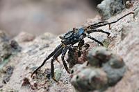 Leichtfuß  Etwas außerirdisch mutet diese recht häufige Felsenkrabbe aus dieser Perspektive ja an – der Name "Sally Lightfoot" klingt aber wieder vertrauenerweckend erdverbunden. Sally ernährt sich von Algen und Aas, wird aber auch ihrerseits gern von Klippenfischern als Ködertier verwendet. Der deutsche Name "Rote Klippenkrabbe" wird zumindest dem abgebildeten Exemplar nicht gerecht, da dieses eine eher blauschwarze Oberseite mit hellblauen Punkten und eine teilweise hellblaue Unterseite aufweist. Die farbliche Varianz scheint aber sehr breitgefächert zu sein, da mit gleichem Bauplan auch vornehmlich rote, gelbe und braune Krabben vorkommen. Möglicherweise sind es auch altersabhängige, geschlechtliche oder regionale Unterschiede? Krustentierspezialisten vor...! Ihre  ostatlantische Verwandte  haben wir auf Teneriffa getroffen!   Sally Lightfoot Crab  (Grapsus grapsus)   Rote Klippenkrabbe  2013