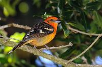 Mann...  Und noch ein weiterer Vertreter aus der reichen Familie der Tangaren   Flame-colored Tanager  (Piranga bidentata)  male  Bluttangare  2013